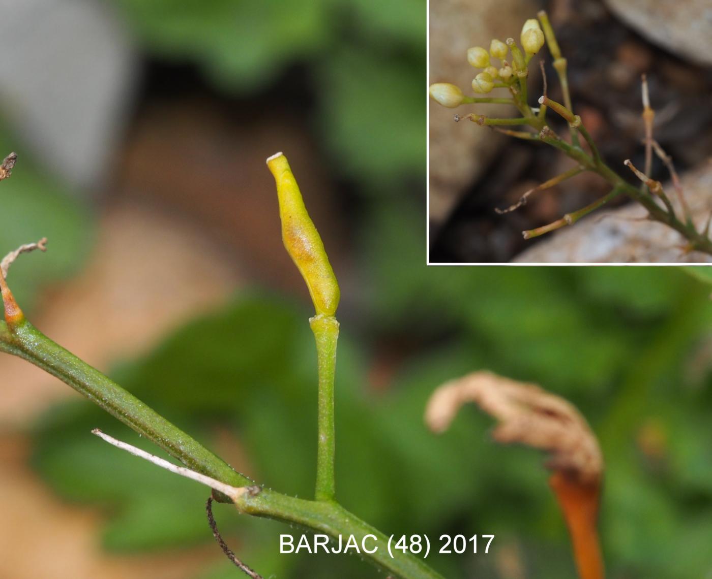 Yellow-cress, (Wood) fruit